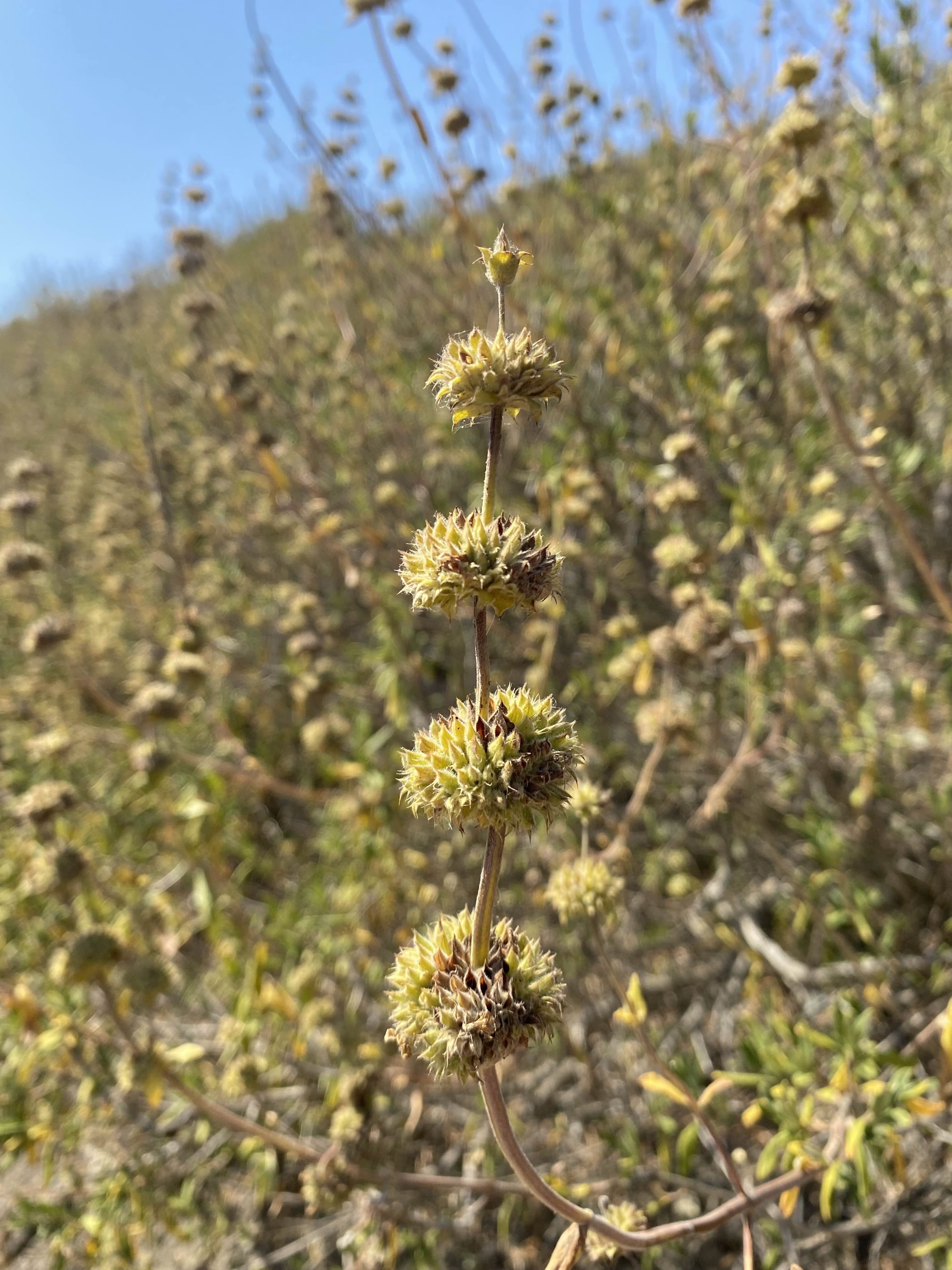 Spiky Plant